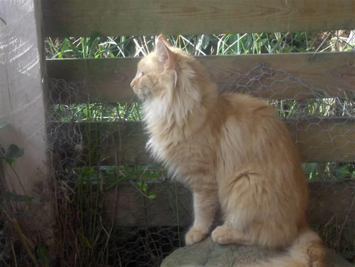 Maine Coon foxy billede 8