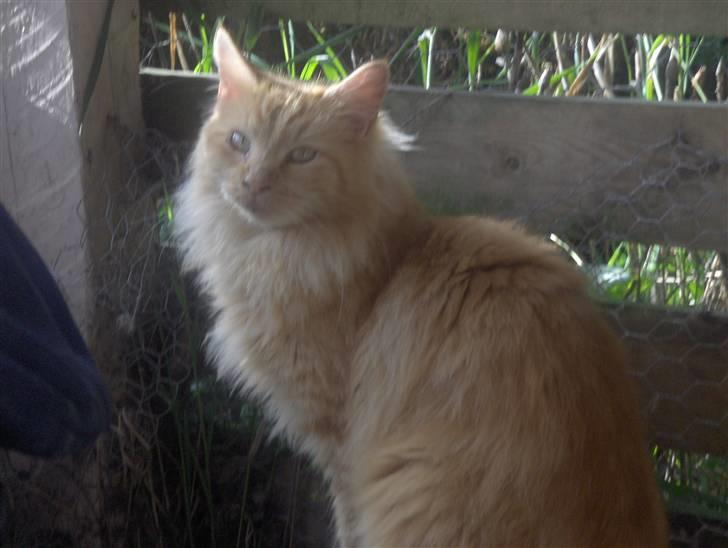 Maine Coon foxy billede 9