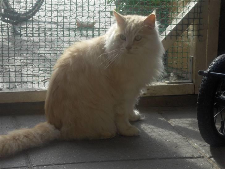 Maine Coon mads RIP billede 6