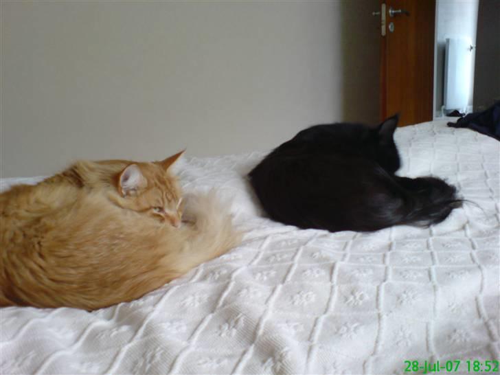 Maine Coon Chilli - Chilli og Victor i sengen... billede 12
