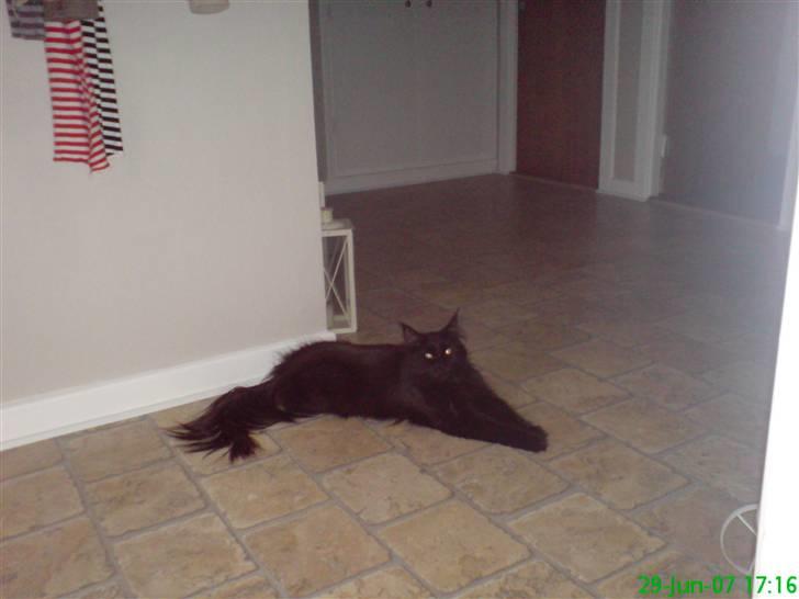 Maine Coon Chilli billede 13