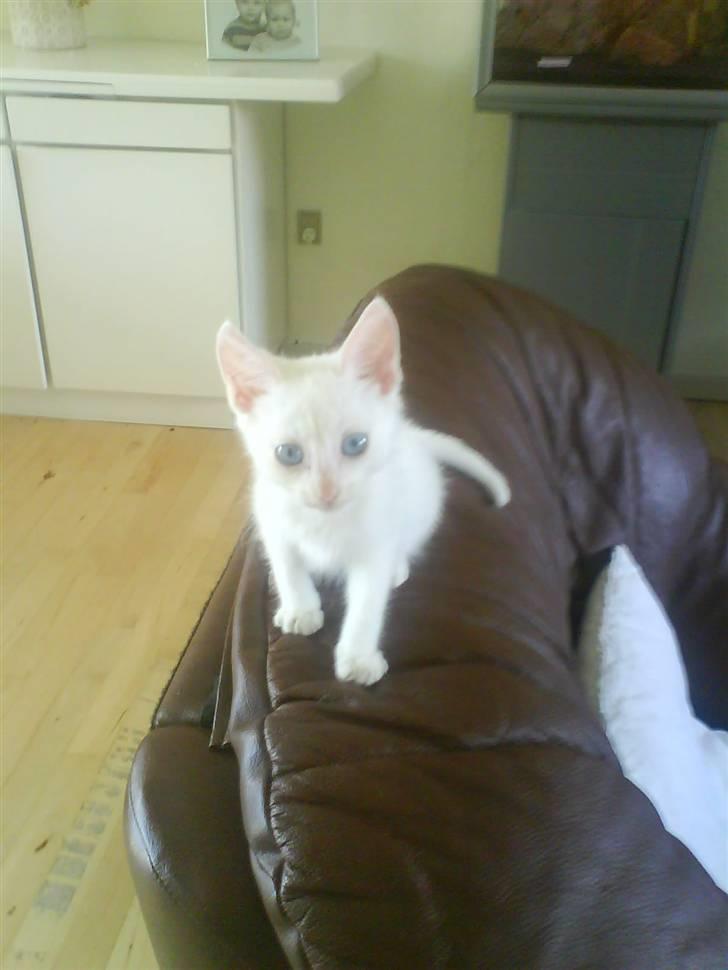 Blanding af racer Malik billede 5