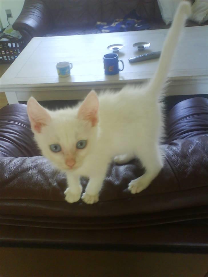 Blanding af racer Malik billede 6