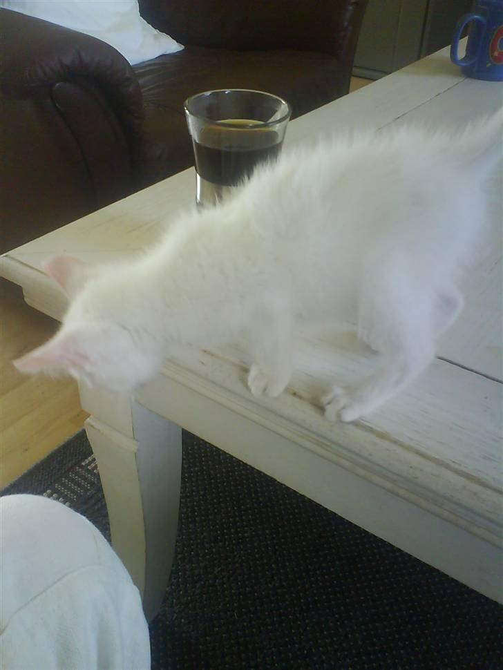 Blanding af racer Malik billede 7