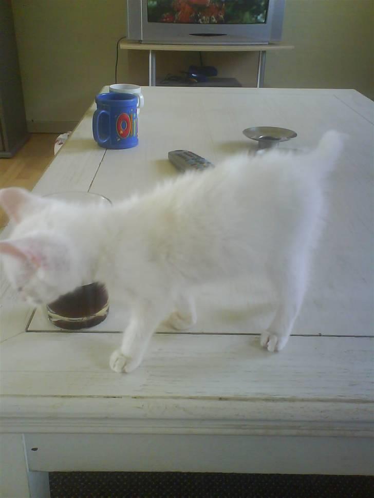 Blanding af racer Malik billede 8