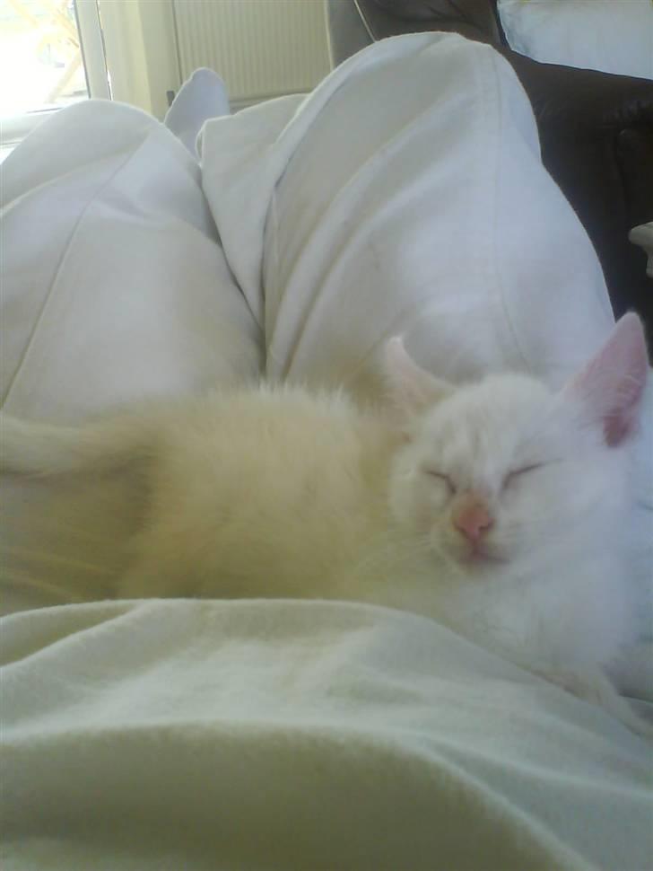 Blanding af racer Malik billede 9