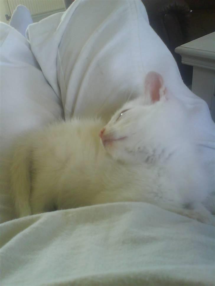 Blanding af racer Malik billede 10