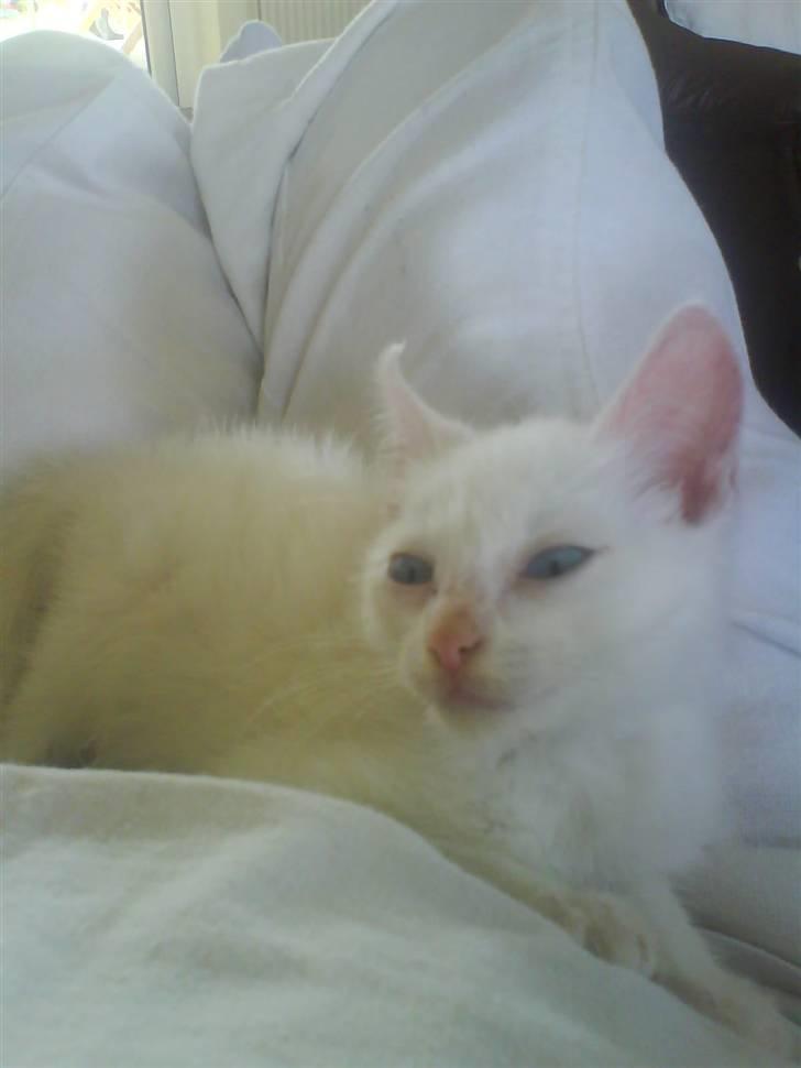 Blanding af racer Malik billede 11