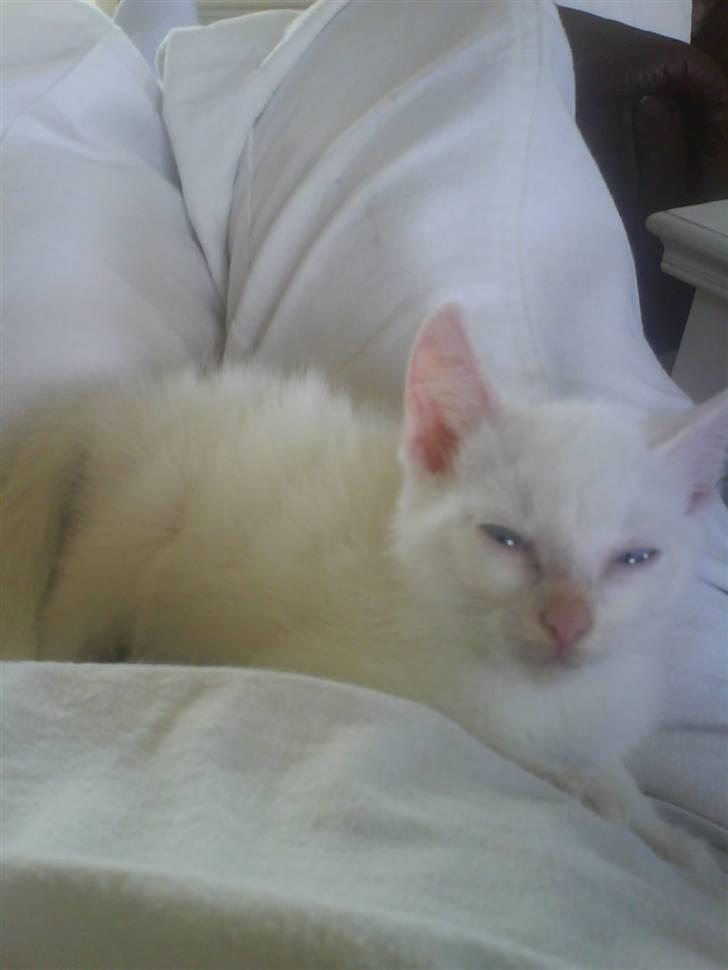 Blanding af racer Malik billede 12