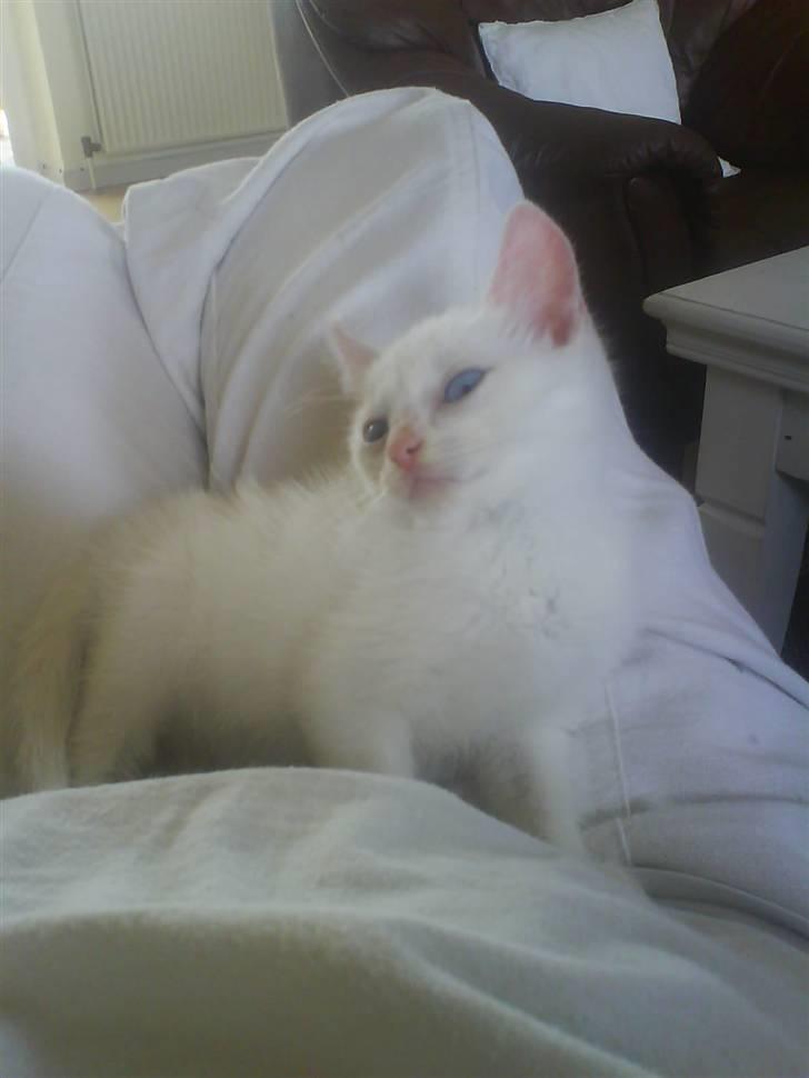 Blanding af racer Malik billede 13