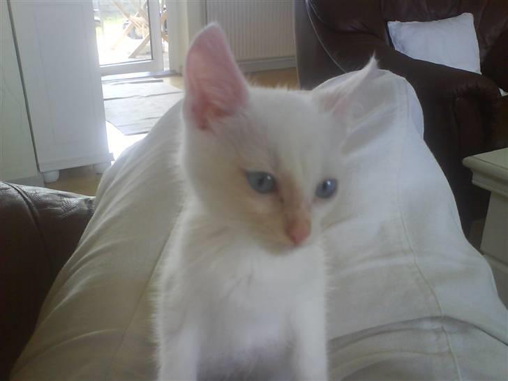 Blanding af racer Malik billede 14