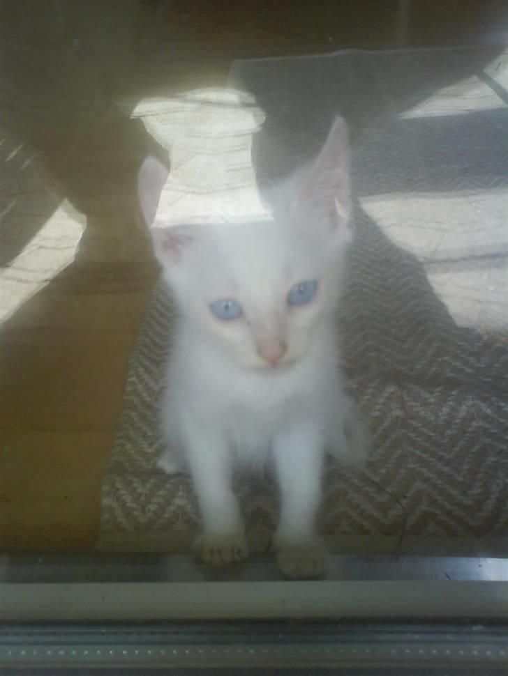 Blanding af racer Malik billede 15