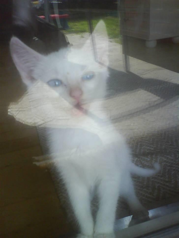 Blanding af racer Malik billede 16