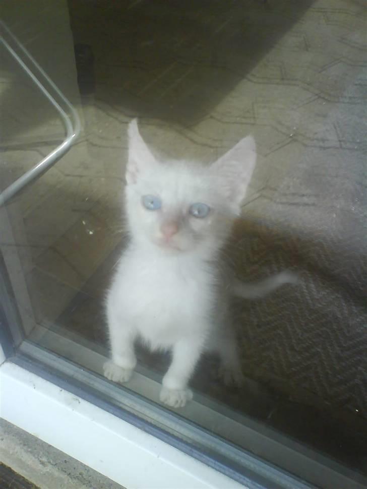 Blanding af racer Malik billede 17