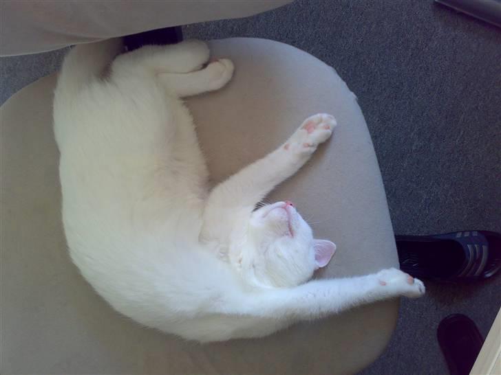 Blanding af racer snowie billede 15