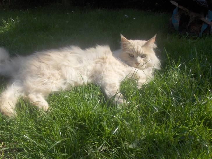 Maine Coon mads RIP billede 7