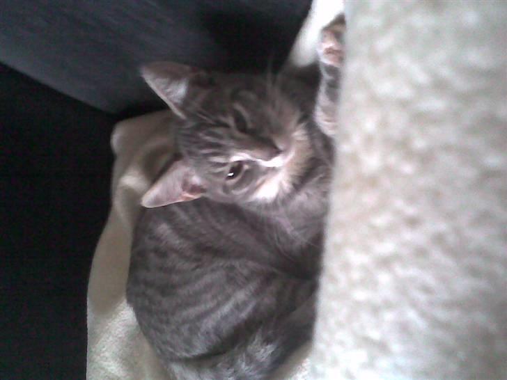 Maine Coon Tove billede 6