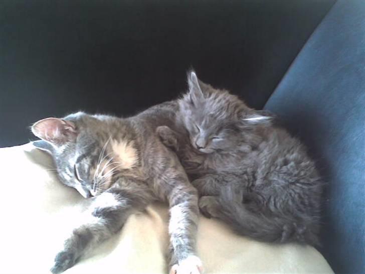 Maine Coon Tove billede 7