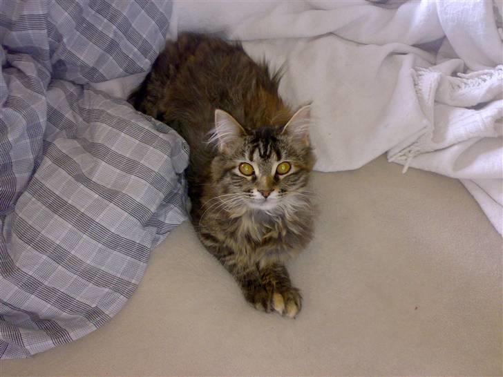 Maine Coon Conny billede 7