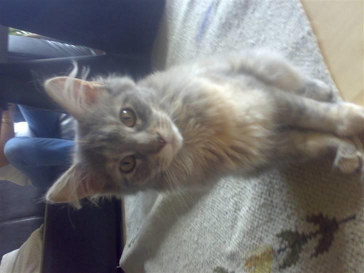 Maine Coon Pjevs billede 6