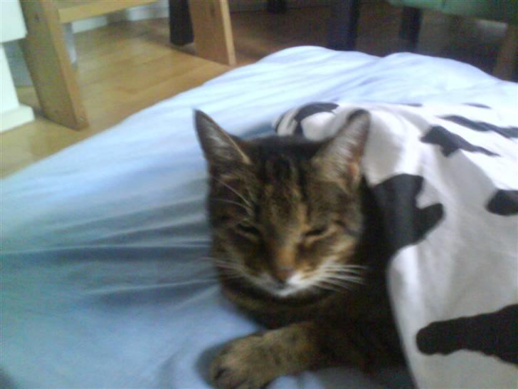 Huskat Pjuske - min pjuske billede 1