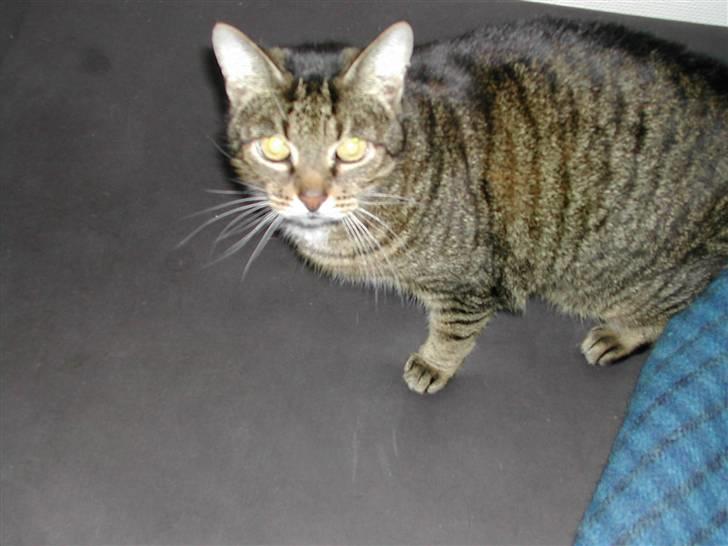 Huskat Pjuske - pjuske billede 2