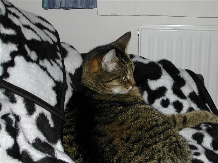 Huskat Pjuske - pjuske hygger ( NYT) billede 3