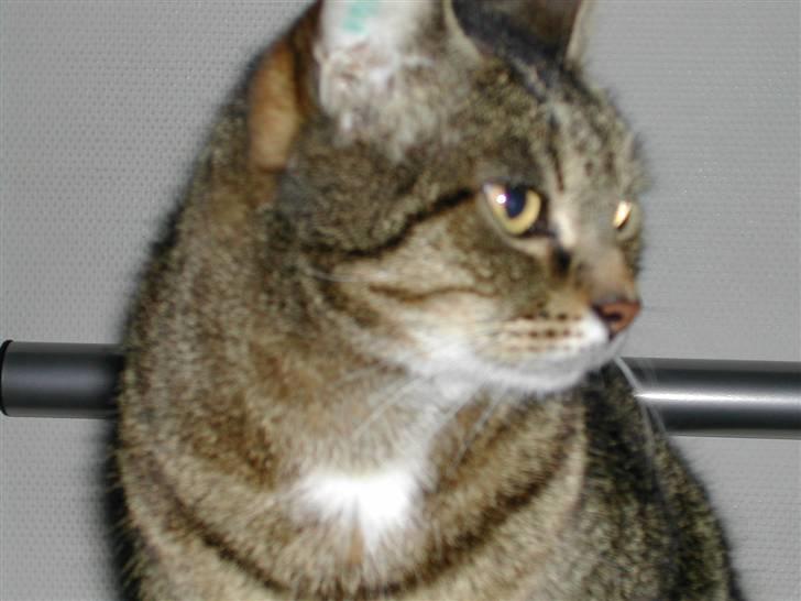 Huskat Pjuske - heyy ! billede 4