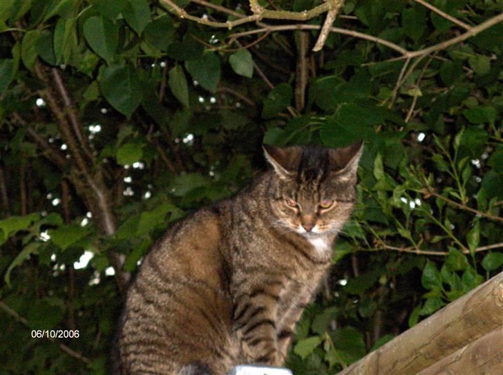 Huskat Pjuske - sidder oppe på stakittet billede 5