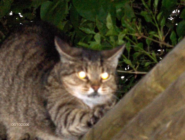 Huskat Pjuske - strakker sig billede 6