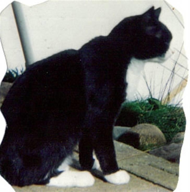 Huskat Miss Picky *død* - Her han hun nok været omkring de 10 år gammel billede 5