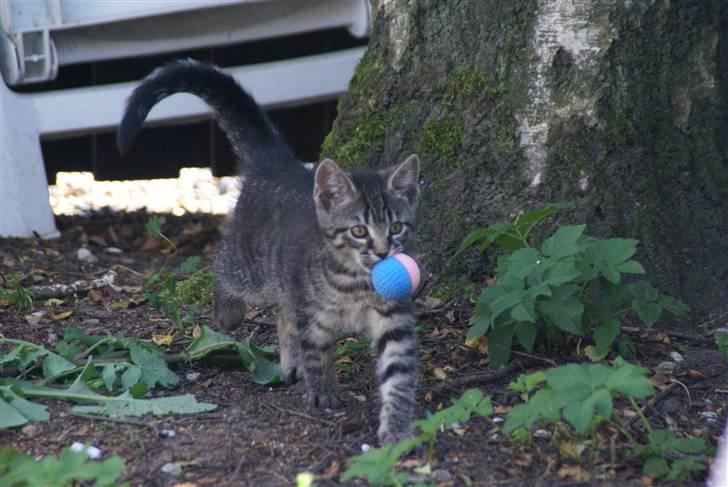Blanding af racer Snuggi -Væk- - Her kommer jeg stolt med min fine bold i munden.... billede 1