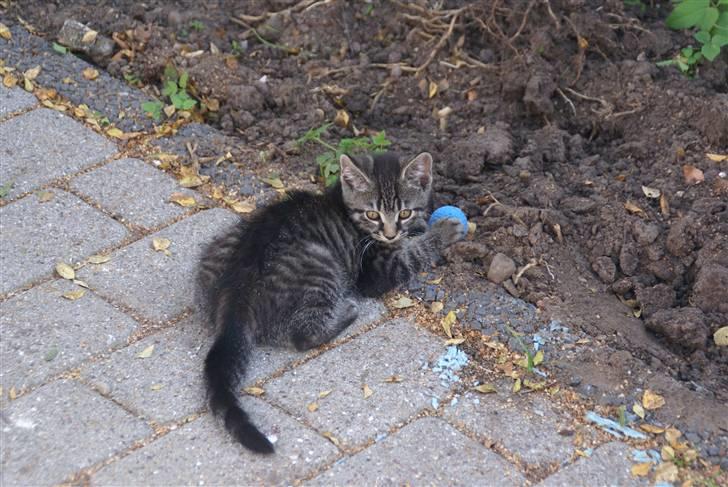 Blanding af racer Snuggi -Væk- billede 2