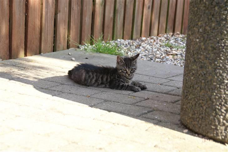 Blanding af racer Snuggi -Væk- billede 3