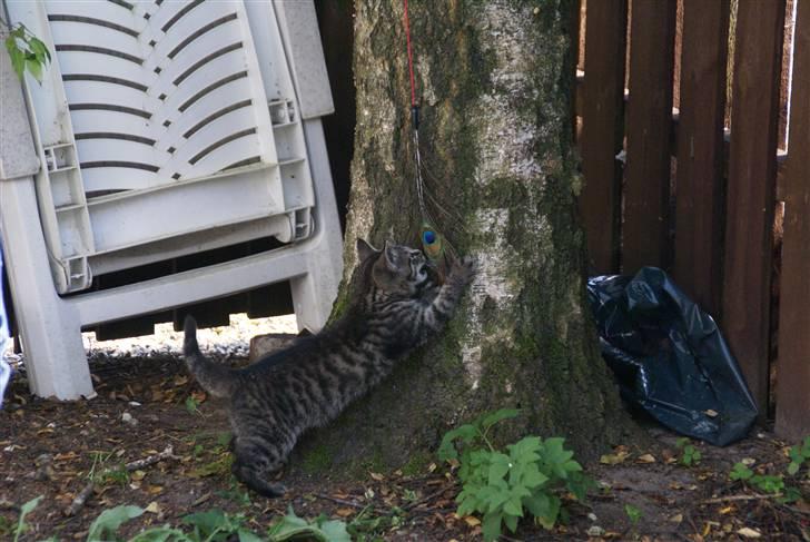 Blanding af racer Snuggi -Væk- billede 4