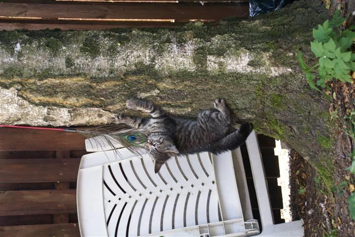 Blanding af racer Snuggi -Væk- billede 5