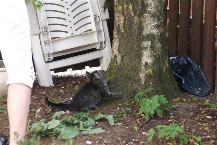 Blanding af racer Snuggi -Væk- billede 6