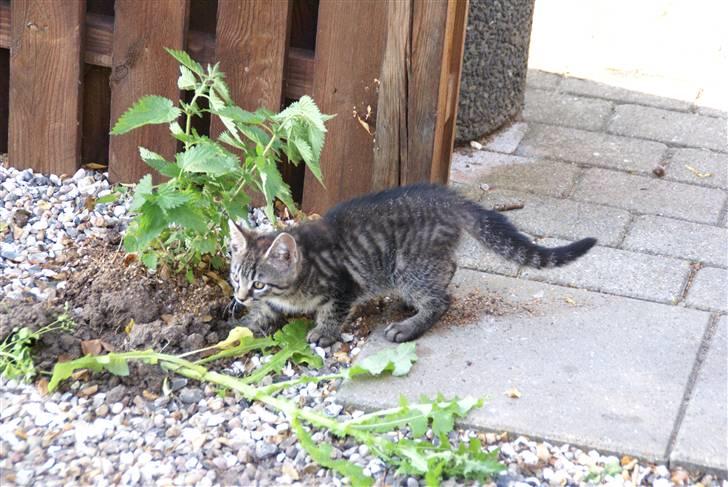 Blanding af racer Snuggi -Væk- billede 7