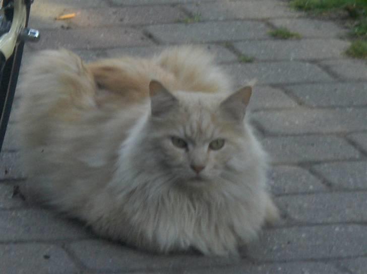 Maine Coon mads RIP billede 8