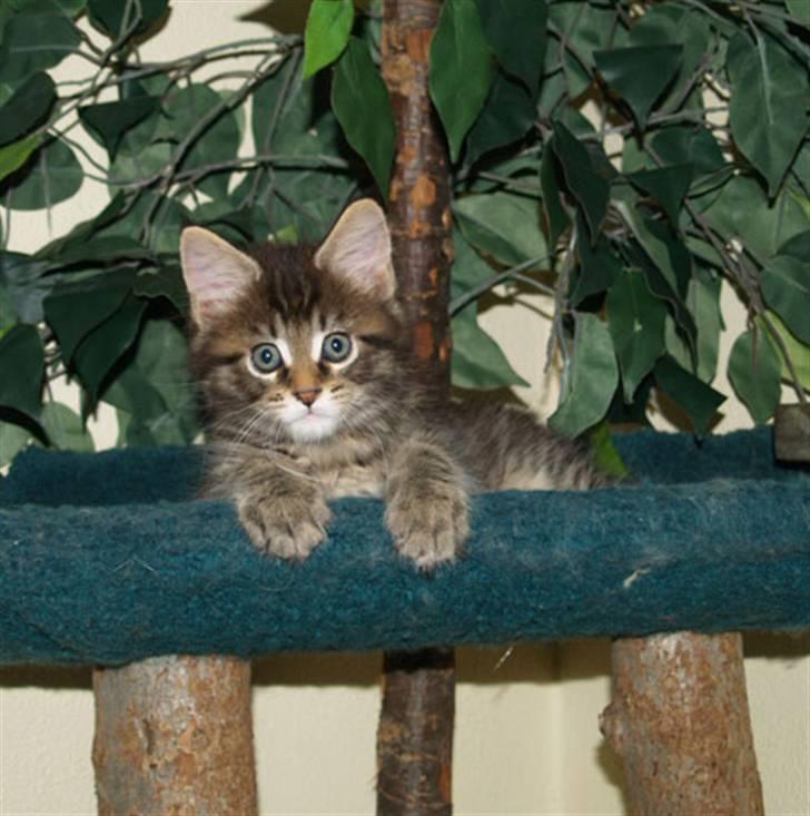 Maine Coon Cooni billede 1