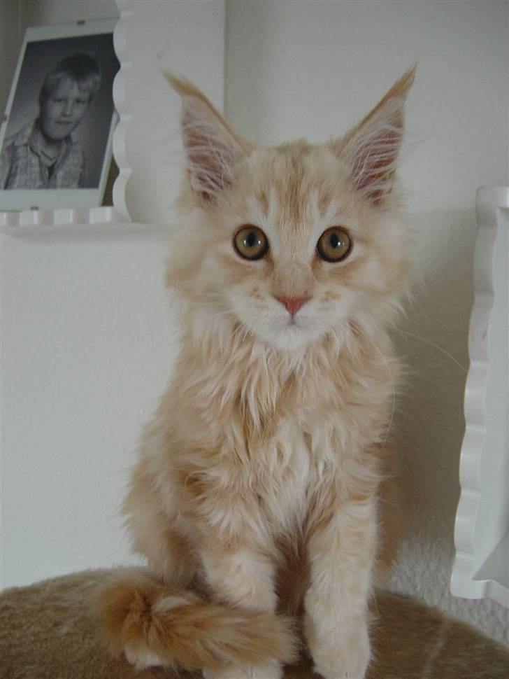 Maine Coon Vinterbo´s Alfred. billede 1