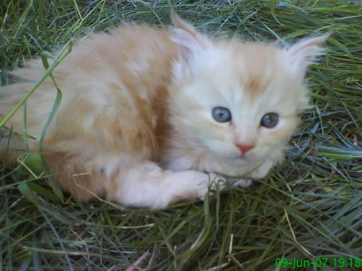 Maine Coon Vinterbo´s Alfred. billede 2