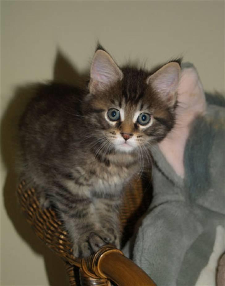 Maine Coon Cooni billede 2