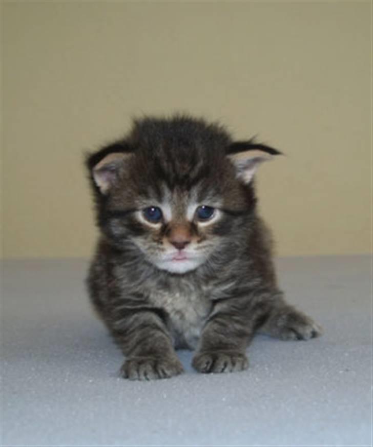 Maine Coon Cooni billede 3