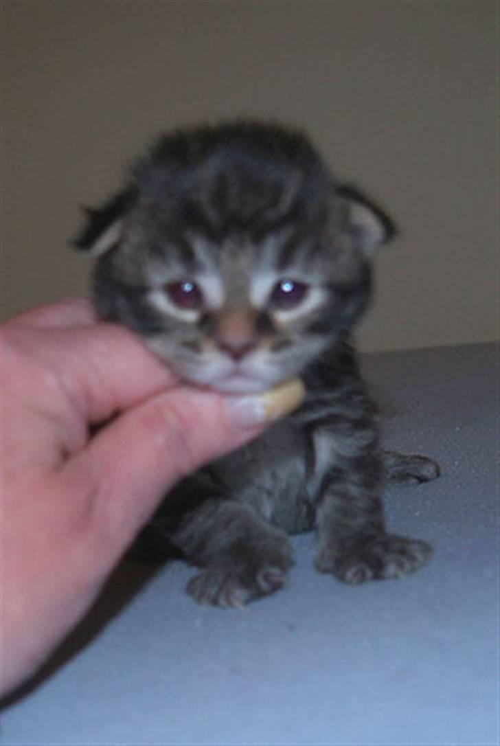 Maine Coon Cooni billede 4