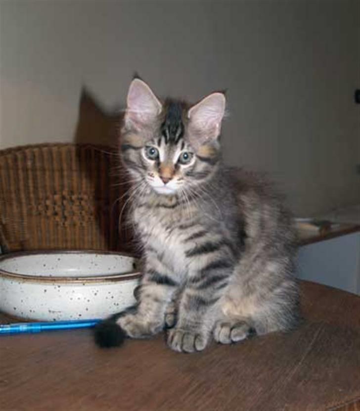 Maine Coon Cooni billede 5