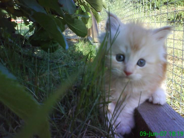 Maine Coon Vinterbo´s Alfred. billede 3