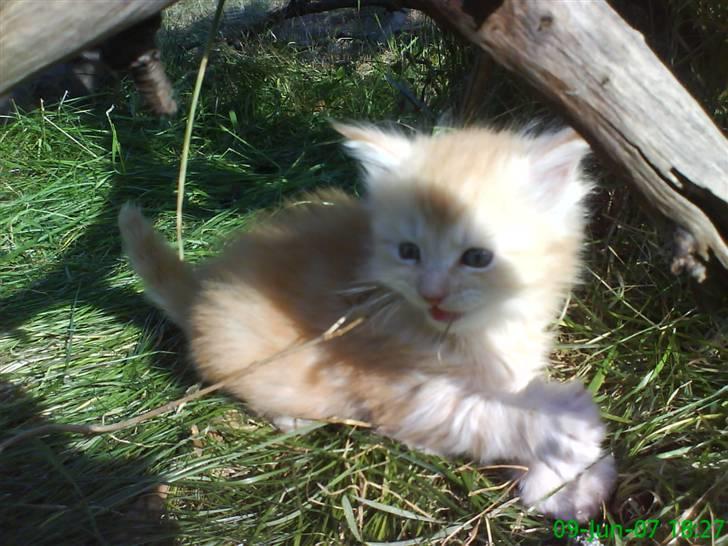 Maine Coon Vinterbo´s Alfred. billede 4