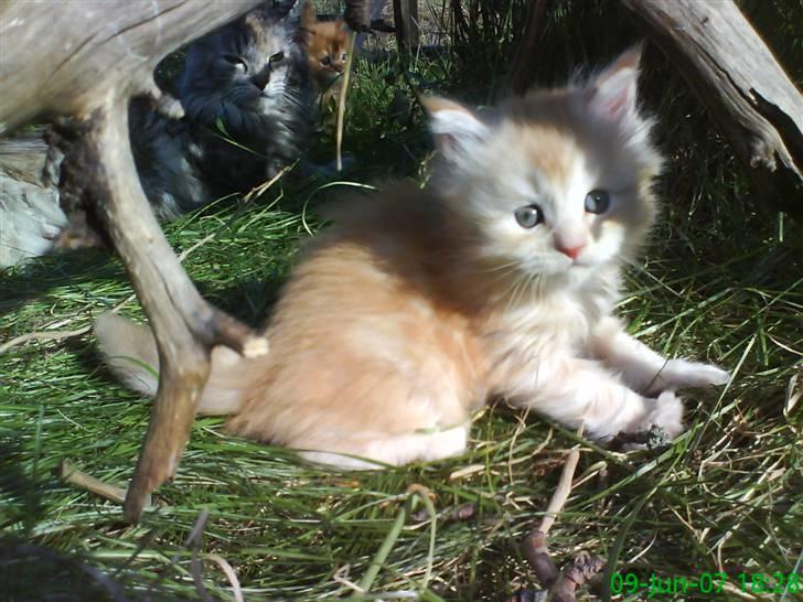 Maine Coon Vinterbo´s Alfred. billede 5