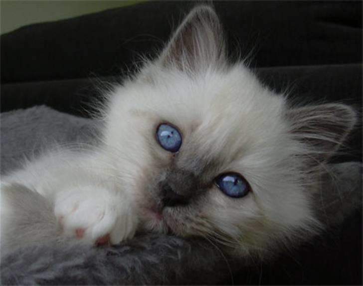 Hellig Birma Feleisa - Så jeg på igen Smil... billede 1